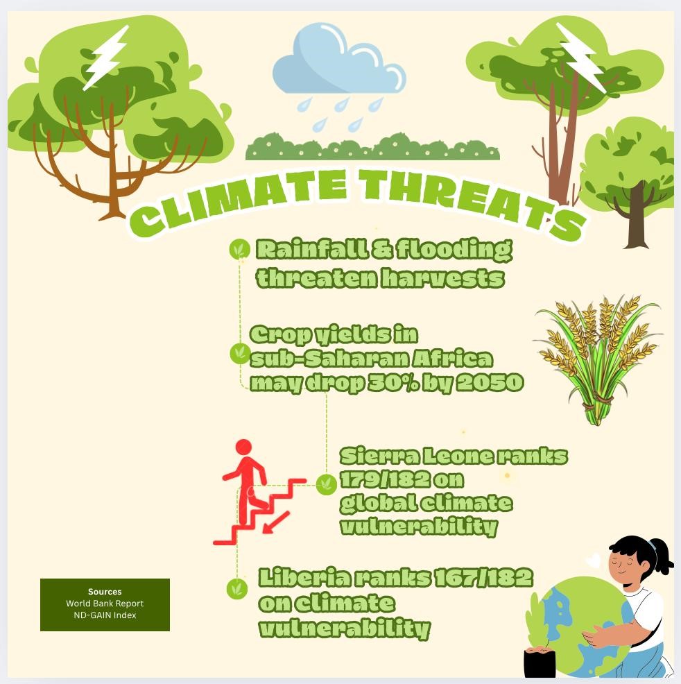 Seeds without borders: How women farmers survive, thrive in Liberia,\xa0Sierra\xa0Leone