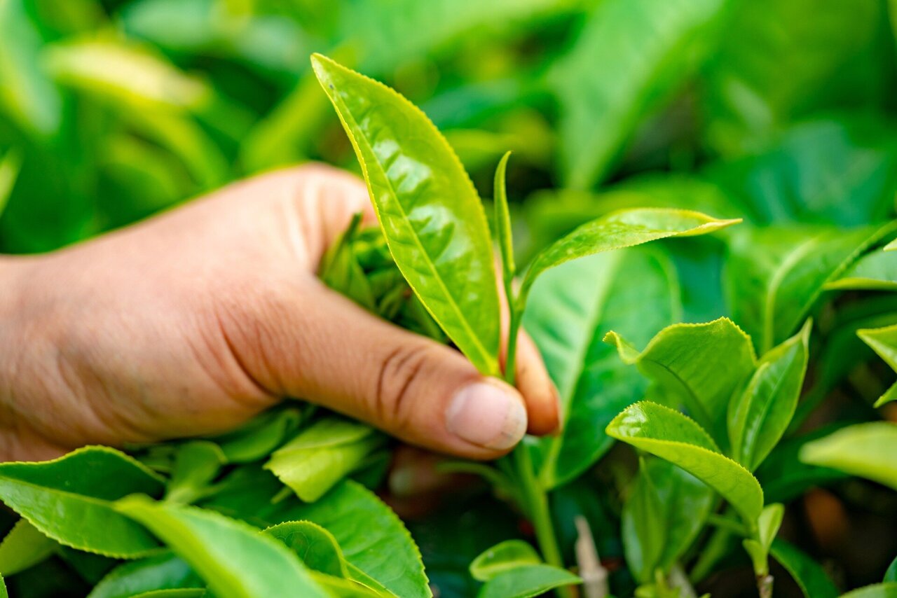 Study reveals optimal planting way for sustainable high-quality tea ...