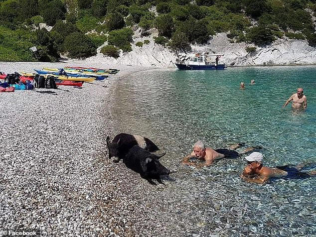 Moment two influencers scramble to get out of water off Greek island after  being chased by wild boar