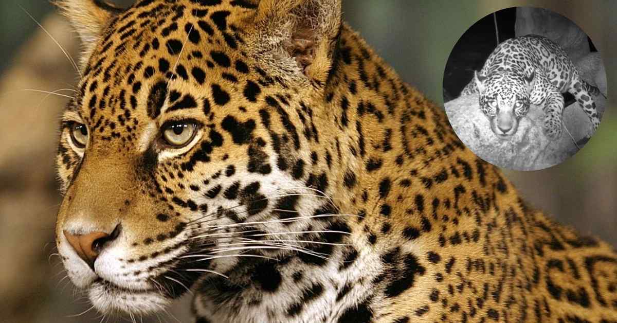 New footage reveals that jaguars love rolling around on rugs ...