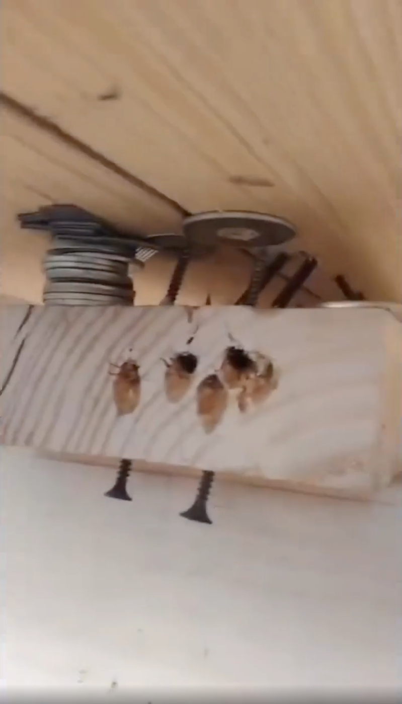 A wooden plank with screws and nails protruding through it, and washers stacked on top, suggesting makeshift or improvised carpentry