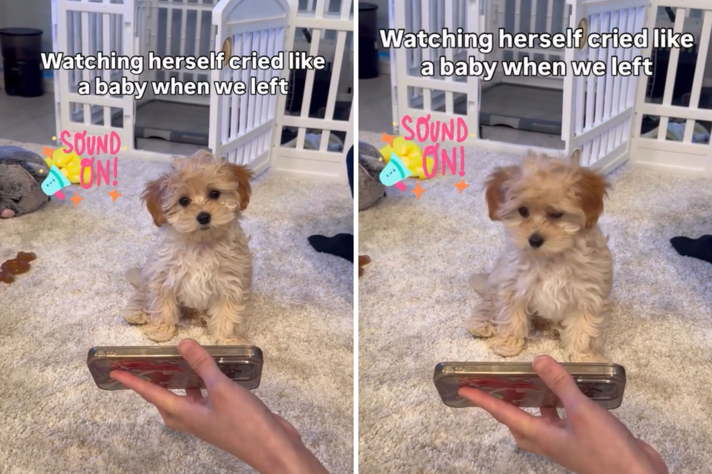 Pet parents play dog a recording of her cries Her response is priceless Pet parents play dog a recording of her cries Her response is priceless