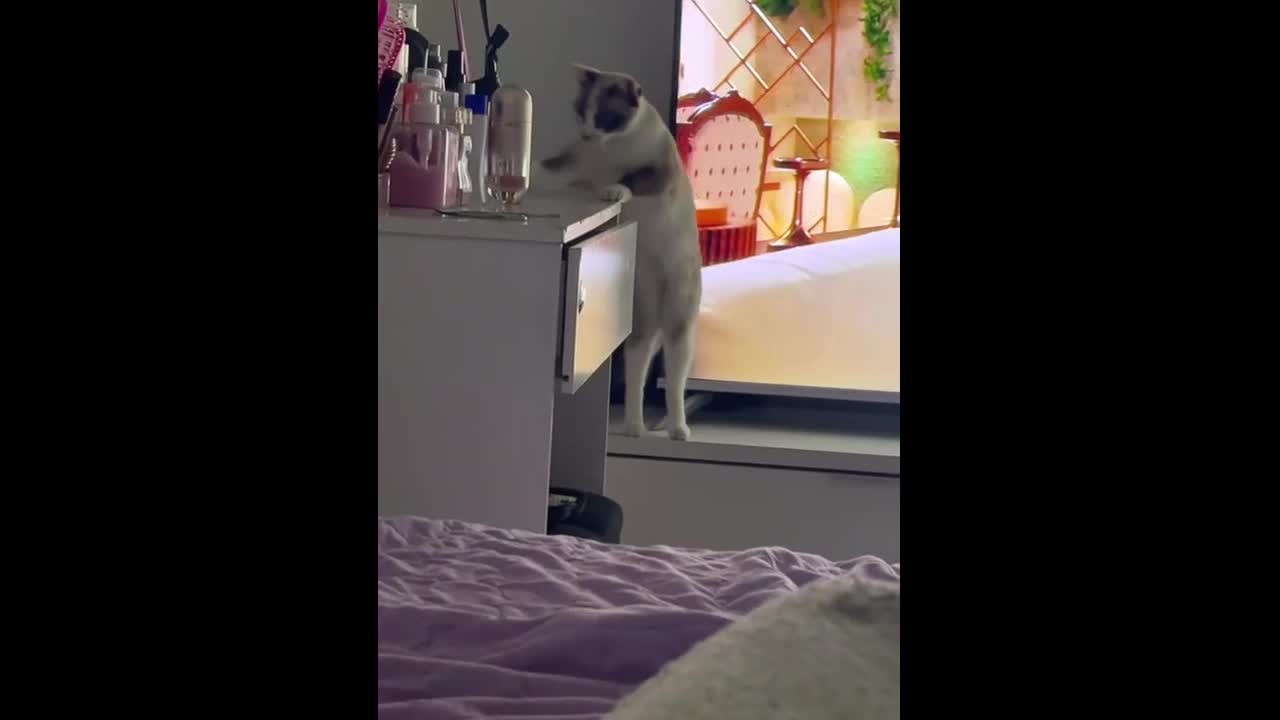 Cat caught knocking over perfume bottle in São Paulo, Brazil