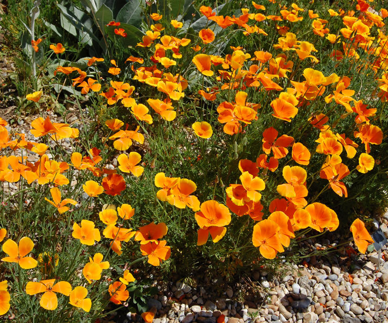 Annuals that thrive on neglect – 5 essential flowers for time-poor ...