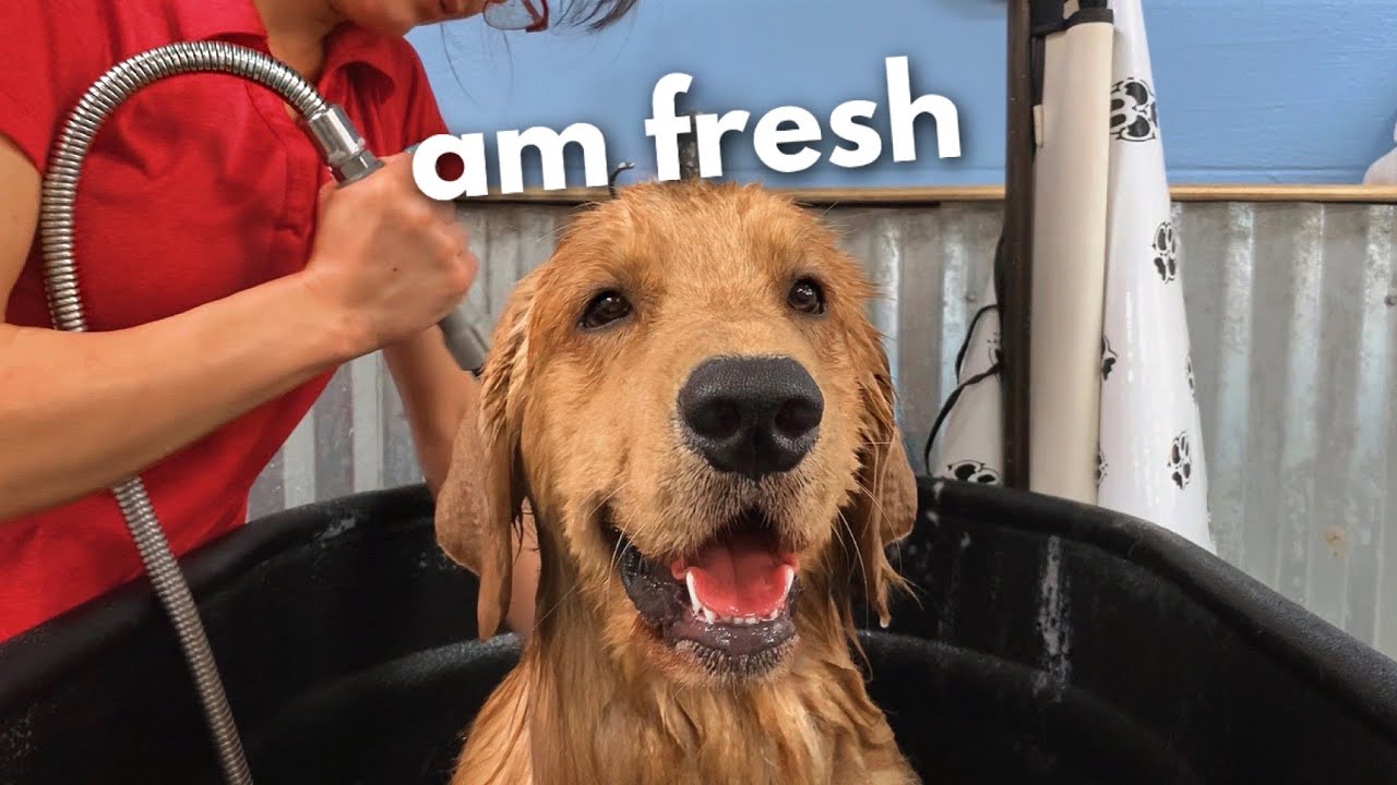 golden-retriever-gets-a-grooming-session