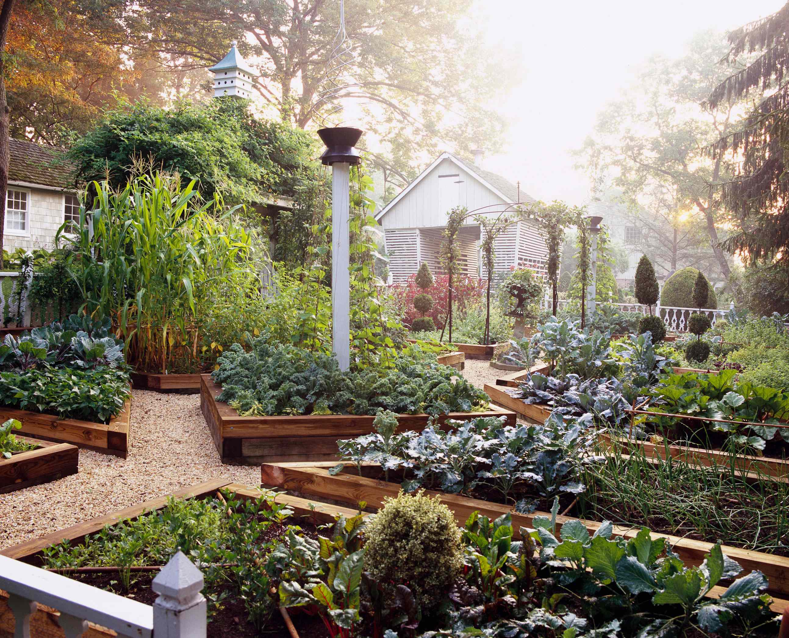 6 Veggies You Should Pick More Often to Boost Your Harvest