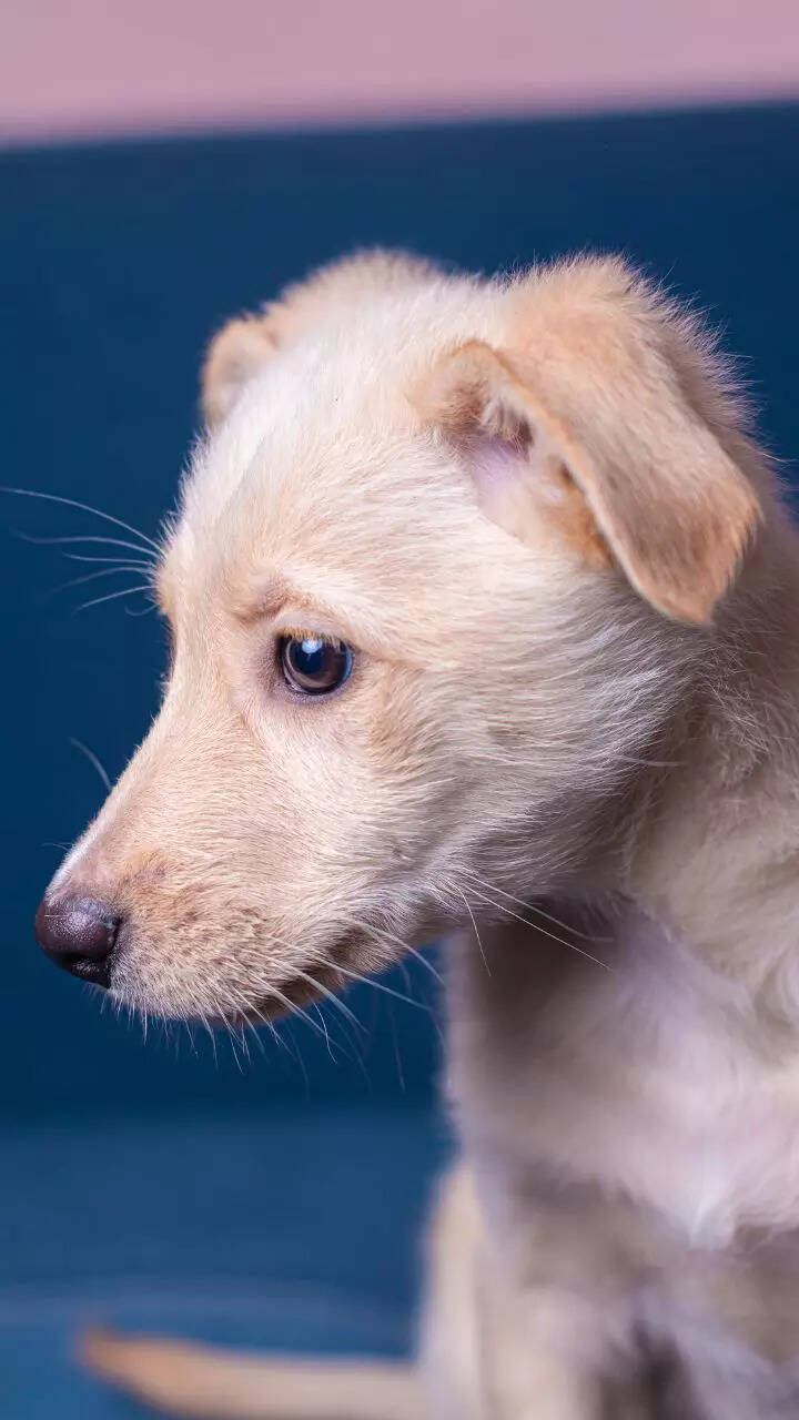 10 things to know before adopting a Desi dog or puppy