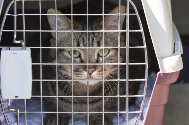 Nonprofit rescues countless animals during chaotic wildfire season: 'We ...