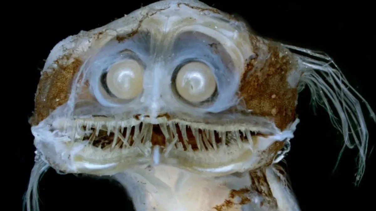 This is the famous telescope fish, the mysterious and fearsome deep-sea creature that went viral