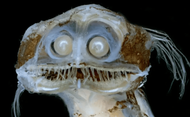 This is the famous telescope fish, the mysterious and fearsome deep-sea creature that went viral