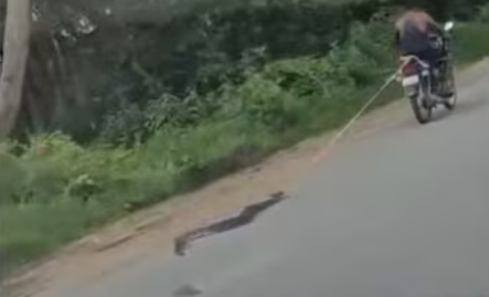 Cruelty caught on camera: Man ties python to bike and drags it for