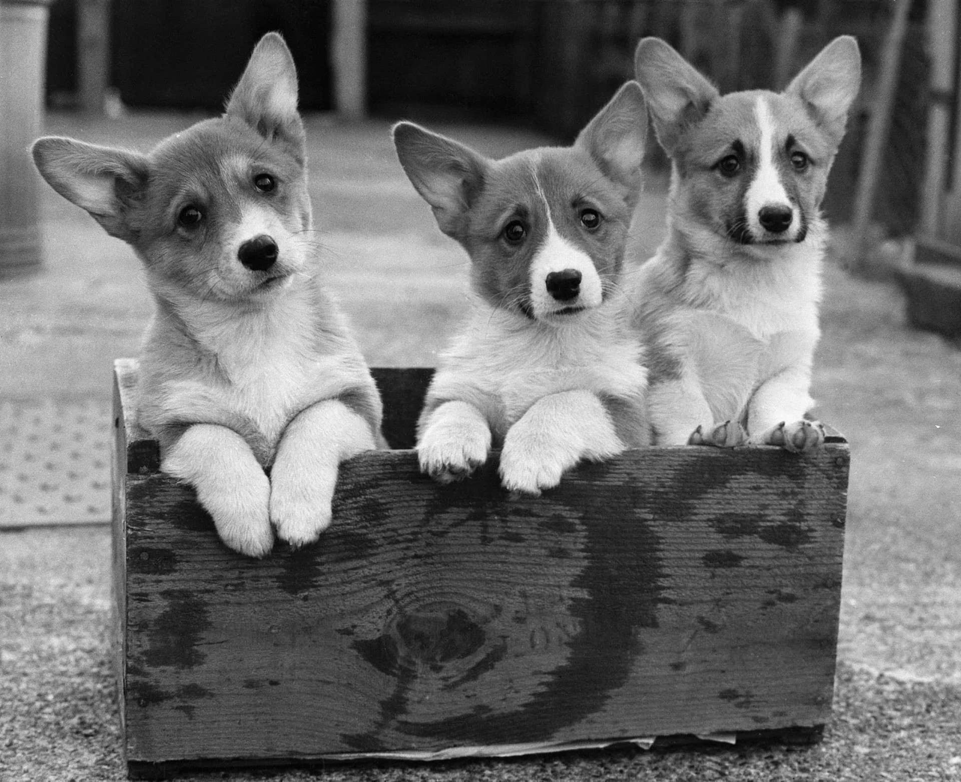 Vintage pics of puppies of days past