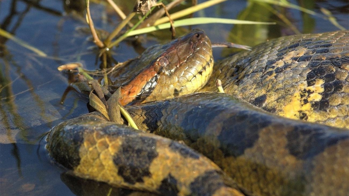 Hallan la anaconda más grande de la historia en el Amazonas: mide 6,3  metros y pesa más de 200 kilos, image size:1200x675