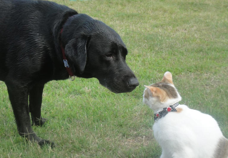 犬と猫の輸血 命の危険が迫る！その時、獣医は…「犬が猫に緊急輸血」して