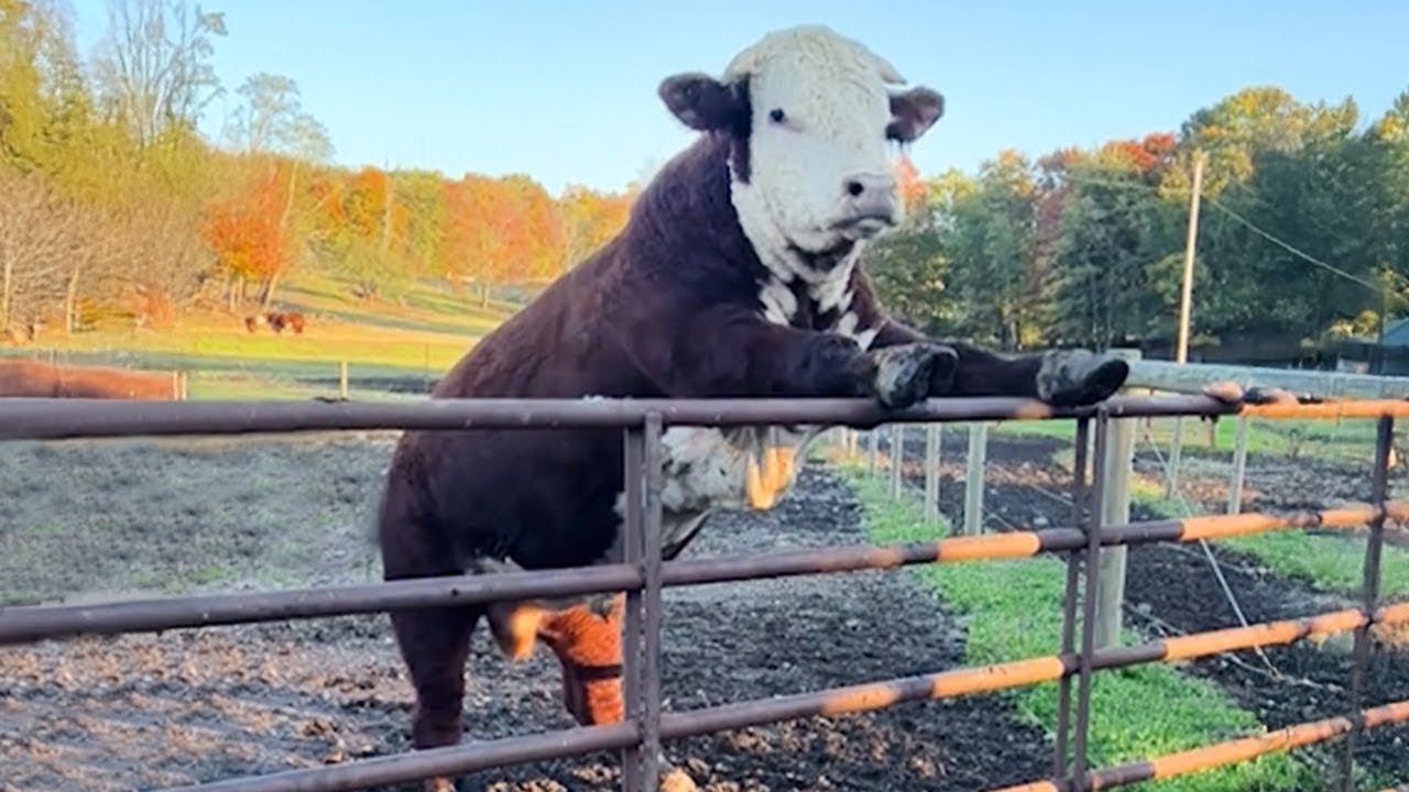 Incredible animal videos that will blow your mind today