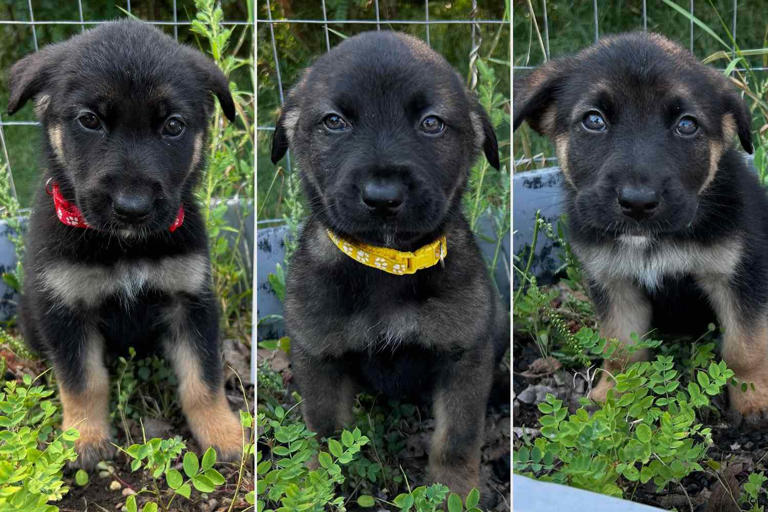 Animal Rescue Names Dogs After Gen Alpha Slang Terms — Including Rizz ...