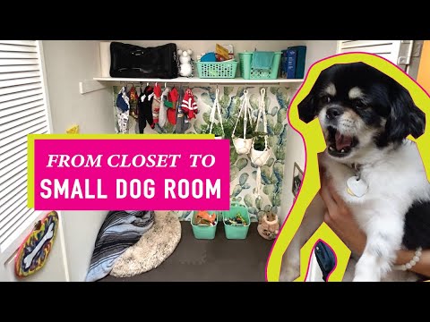 Modify small spare closets into dog-friendly indoor hangouts