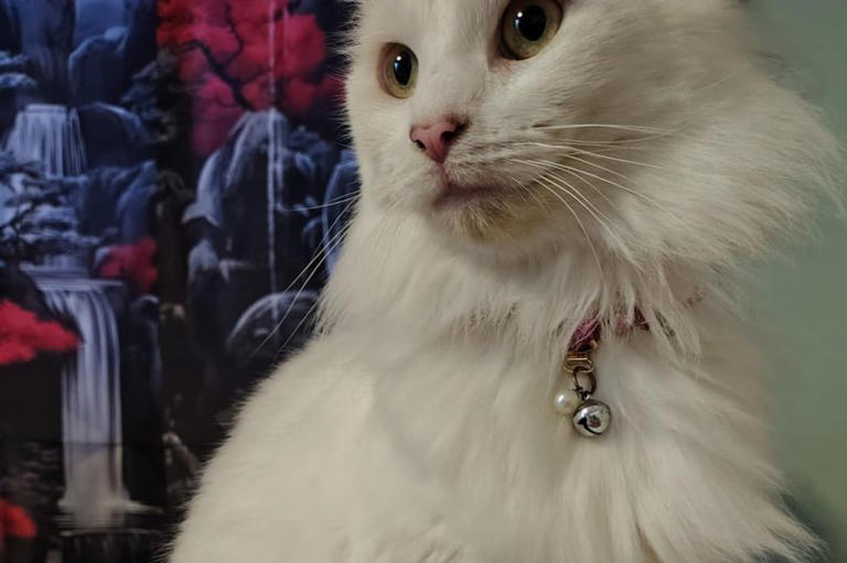 Was Freddy Mercury'S Health Cats: Shocking Truth Revealed!