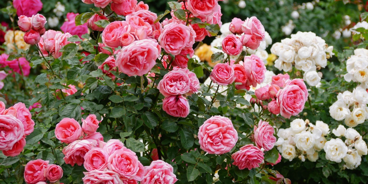 The Simple Trick to Keep Roses Blooming