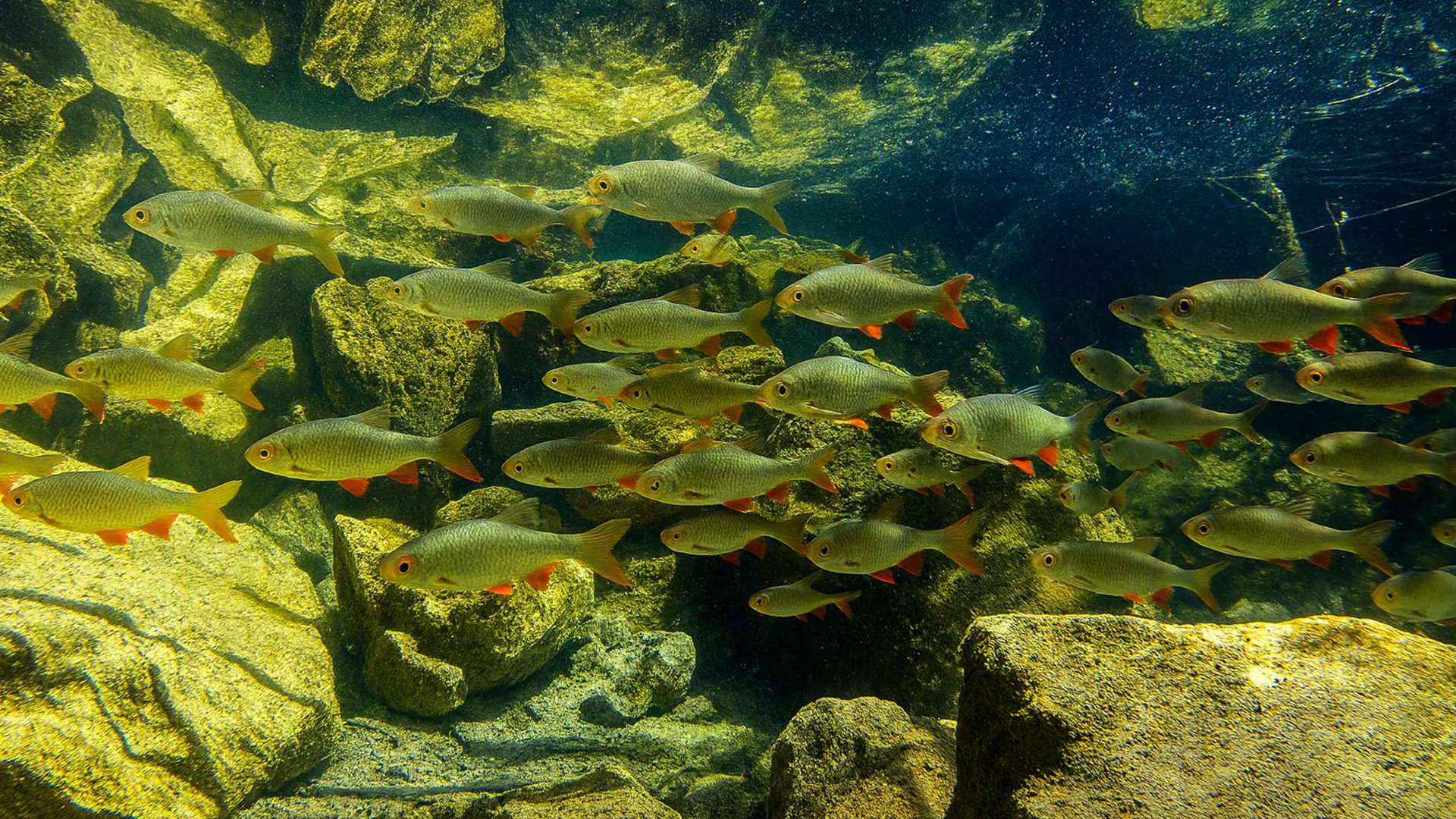 European Underwater Nature – Common Rudd