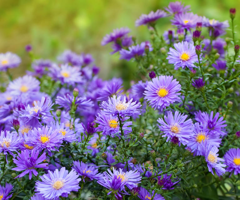 These 8 Enchanting Perennials Attract Pollinators Year After Year – and ...