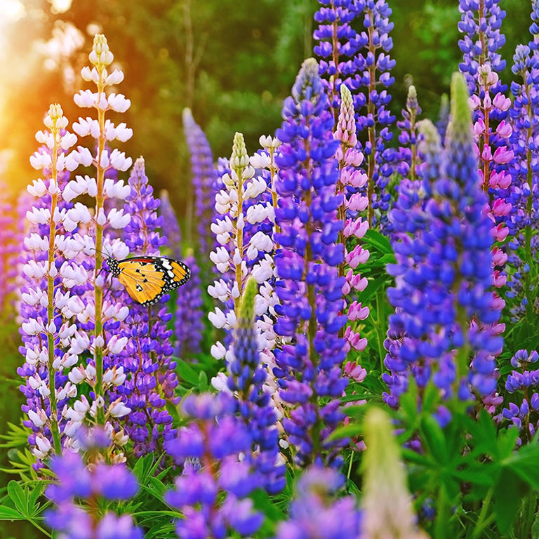 These 8 Enchanting Perennials Attract Pollinators Year After Year – and ...