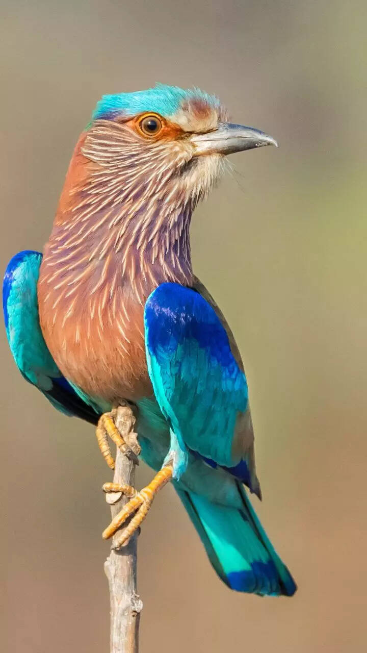 Top 10 colour-changing birds of India