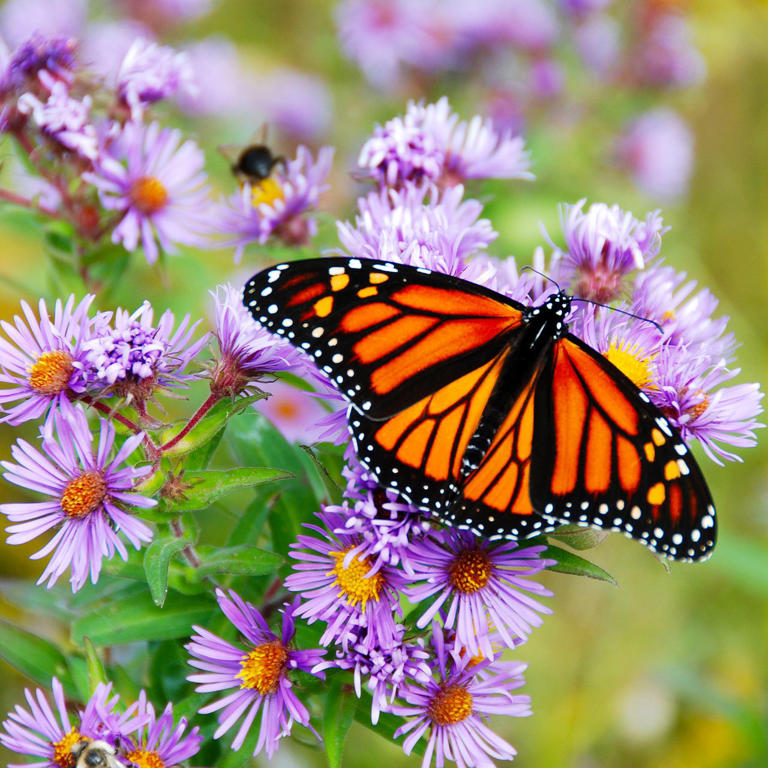 These 8 Enchanting Perennials Attract Pollinators Year After Year – and ...