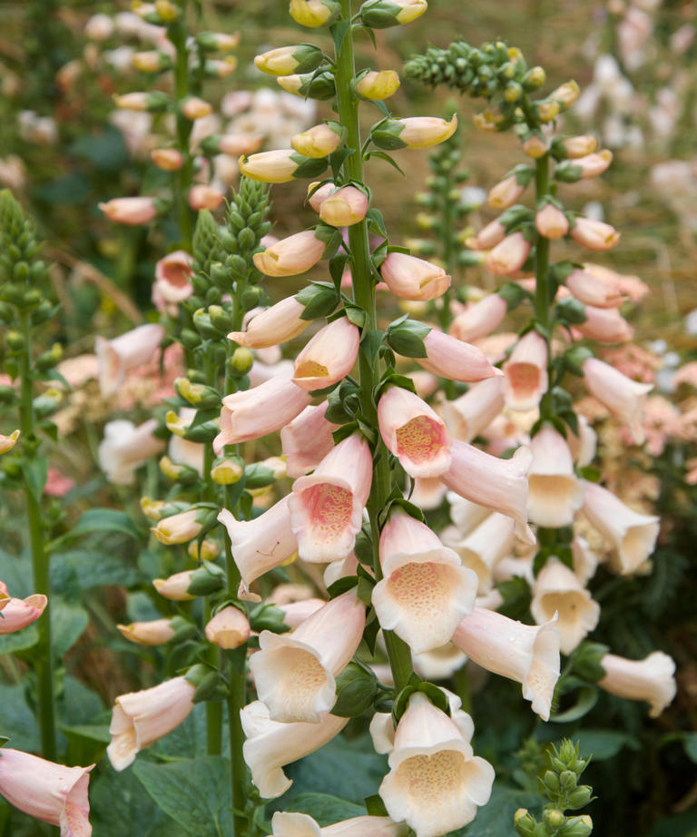 These 8 Enchanting Perennials Attract Pollinators Year After Year – and ...