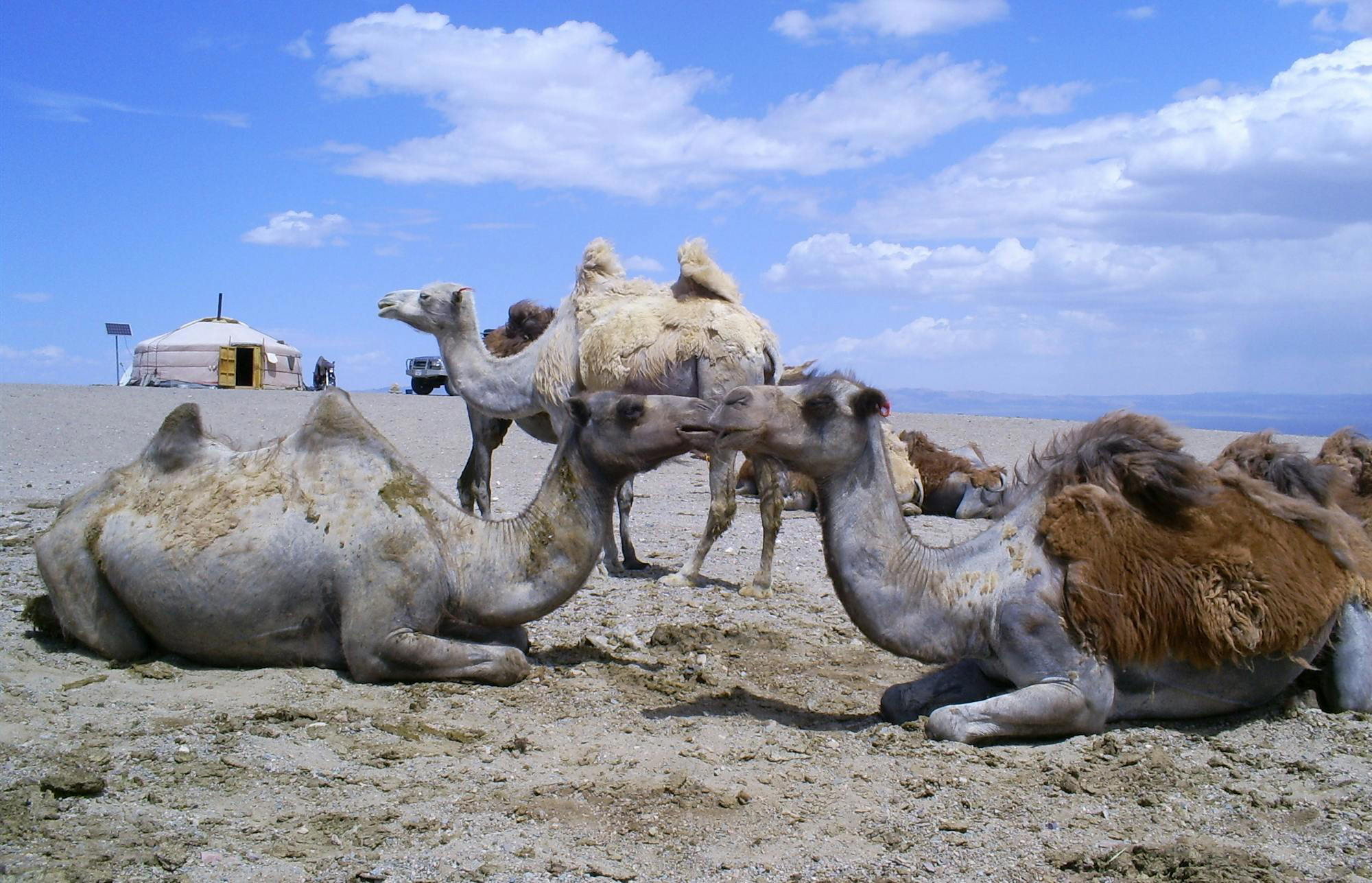 Flirting with disaster: When endangered wild animals try to mate with Flirting with disaster: When endangered wild animals try to mate with