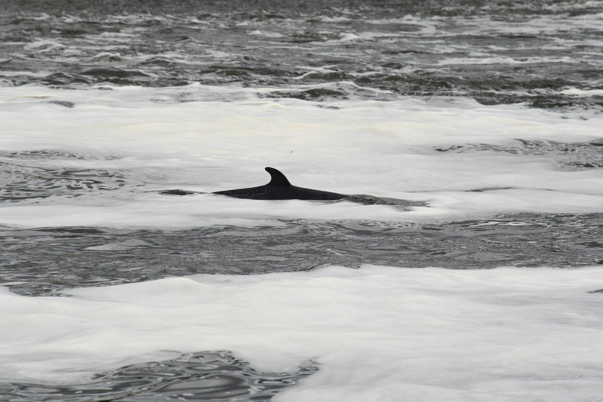 Whale killed and passenger thrown overboard after boat collision in New