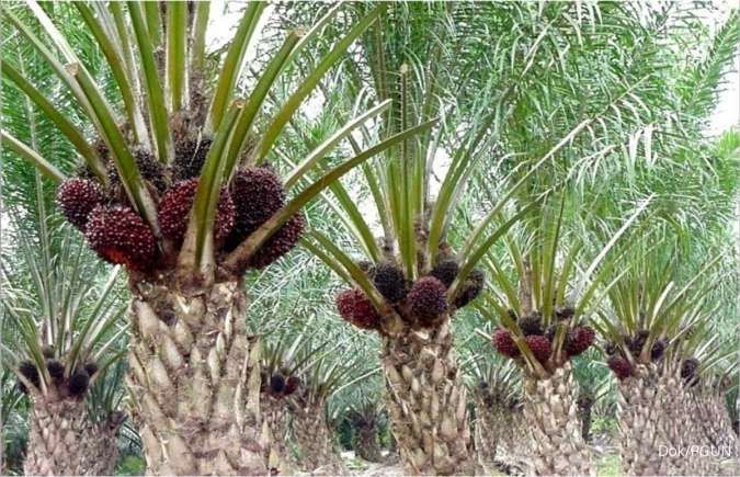 PGUN Umumkan Mundurnya Direktur Utama Khairuddin Simatupang