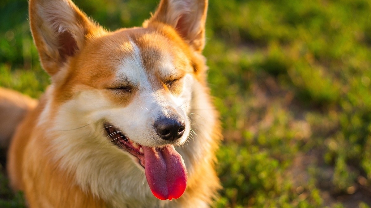 Does your dog cry when you leave? Here's how to help him overcome ...