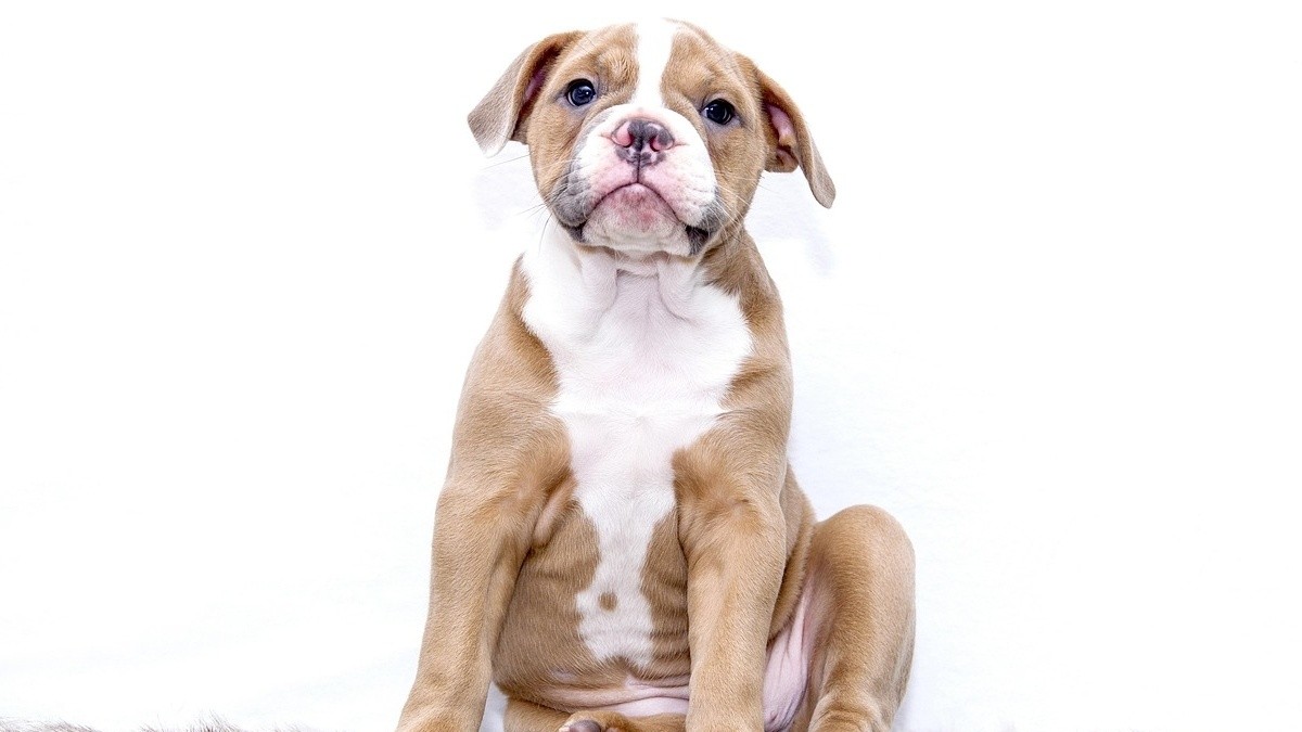 Your pet's secret language: Signs that indicate they need more attention