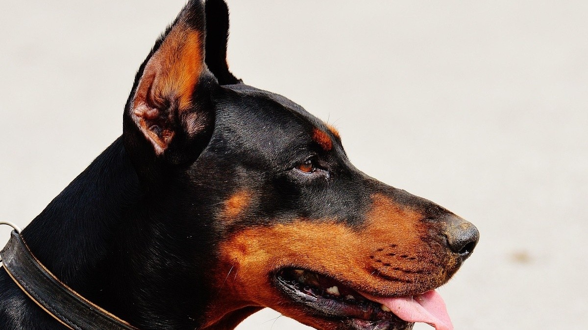 Does your dog cry when you leave? Here's how to help him overcome ...