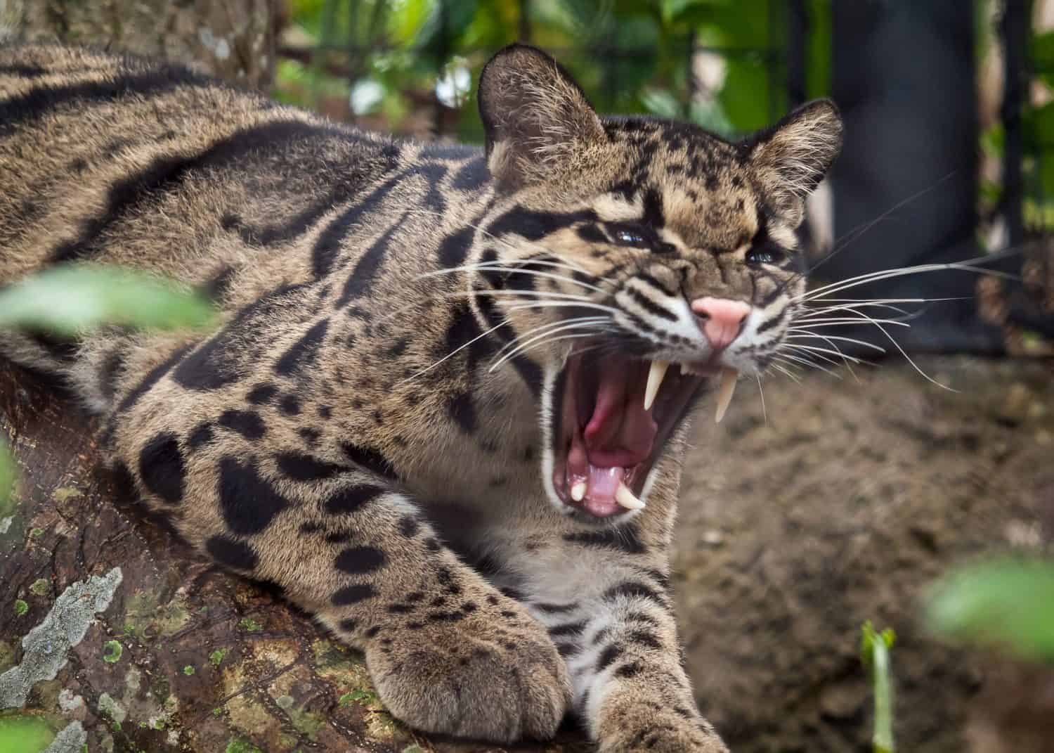Amazing Animals: Feats of Strength