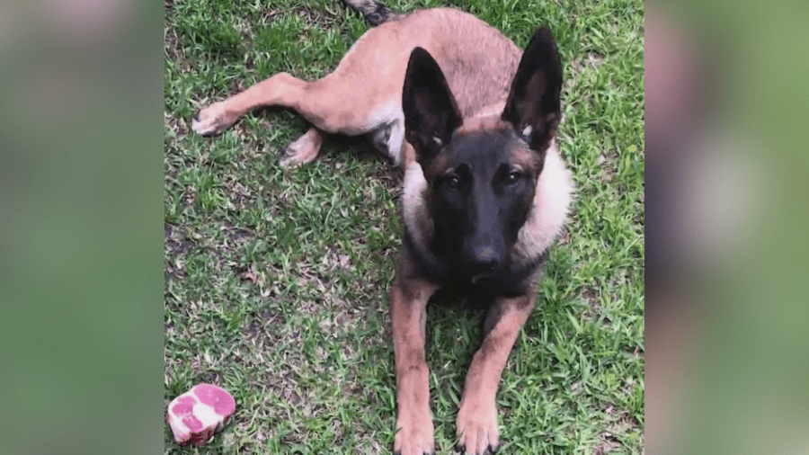 Family dog fatally shot by Santa Ana police, sparking outrage