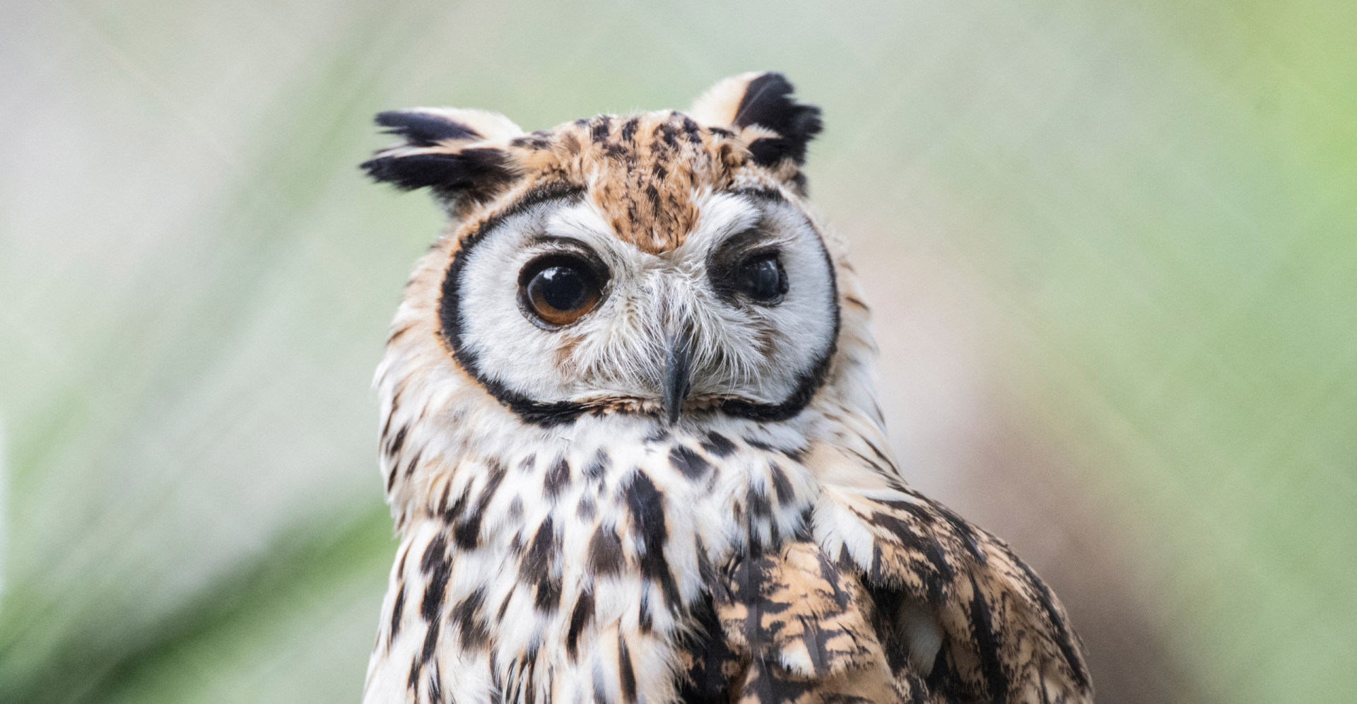 Stunning owl images capture their beauty and secrets Stunning owl images capture their beauty and secrets