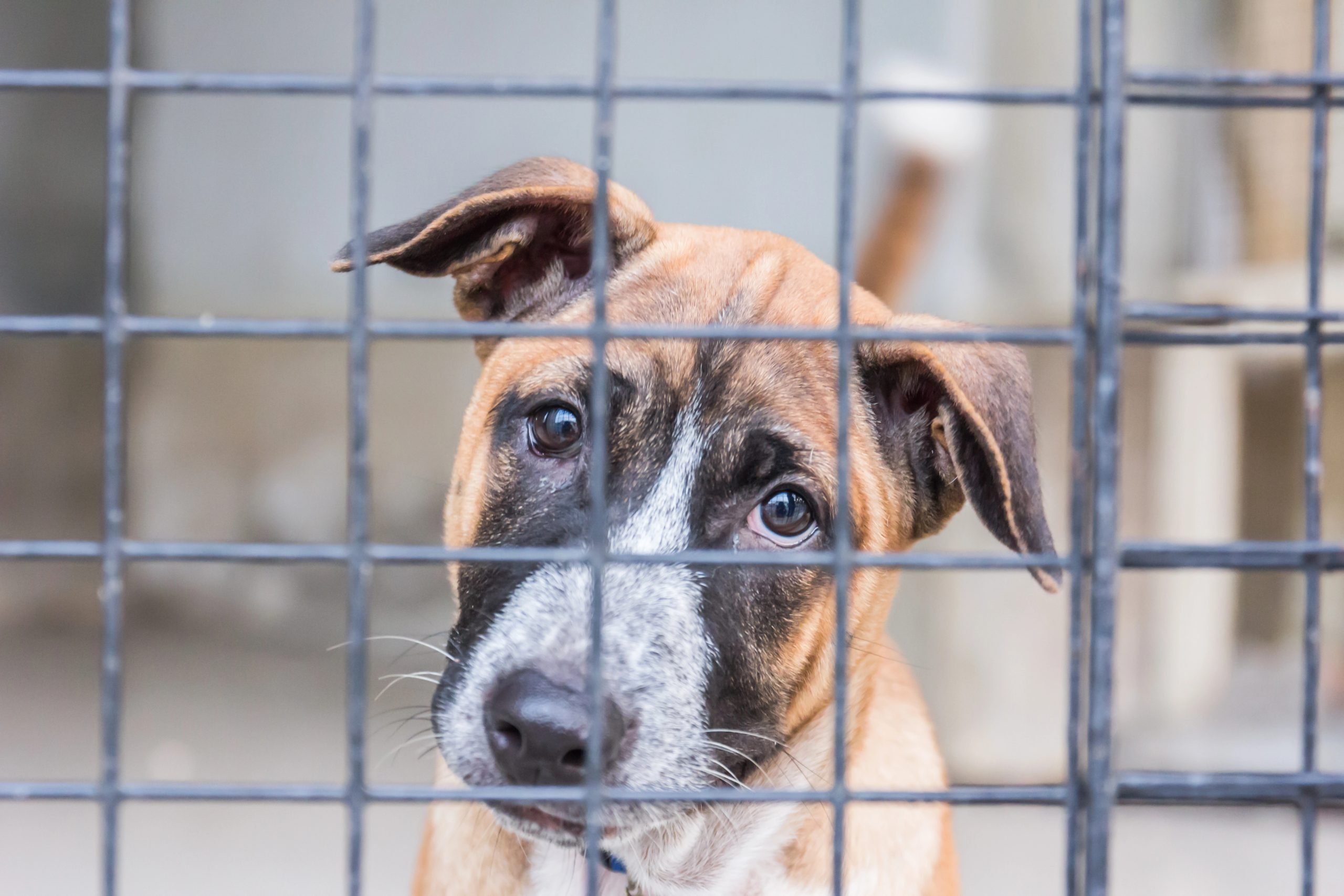 15 Things to Know Before Adopting a Rescue Pet