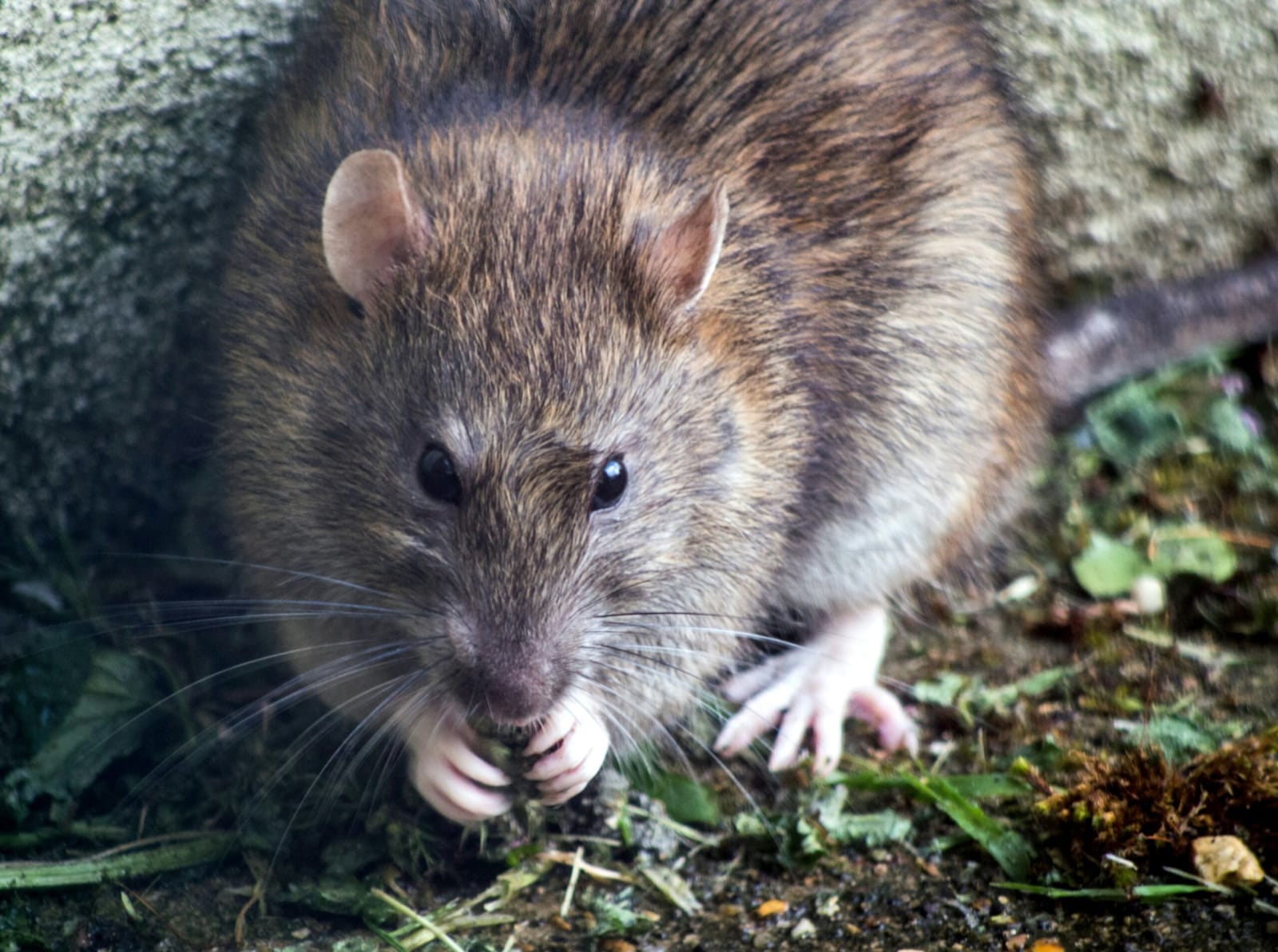 Giant Rats UK Crisis: How to Get Rid of Dog-Sized Rodents Without ...