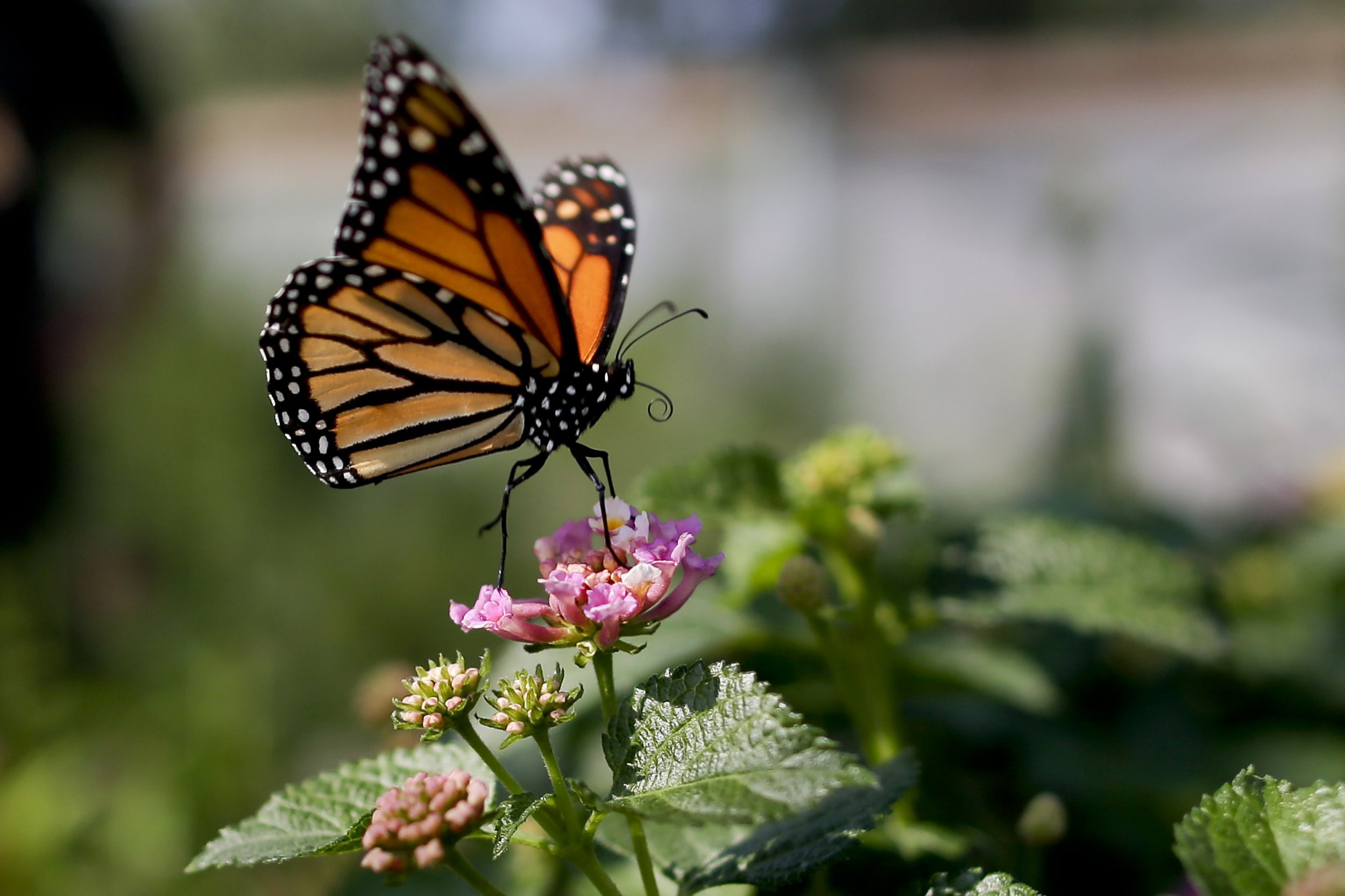 You’re not imagining it, there are more bugs this summer – and it will get worse