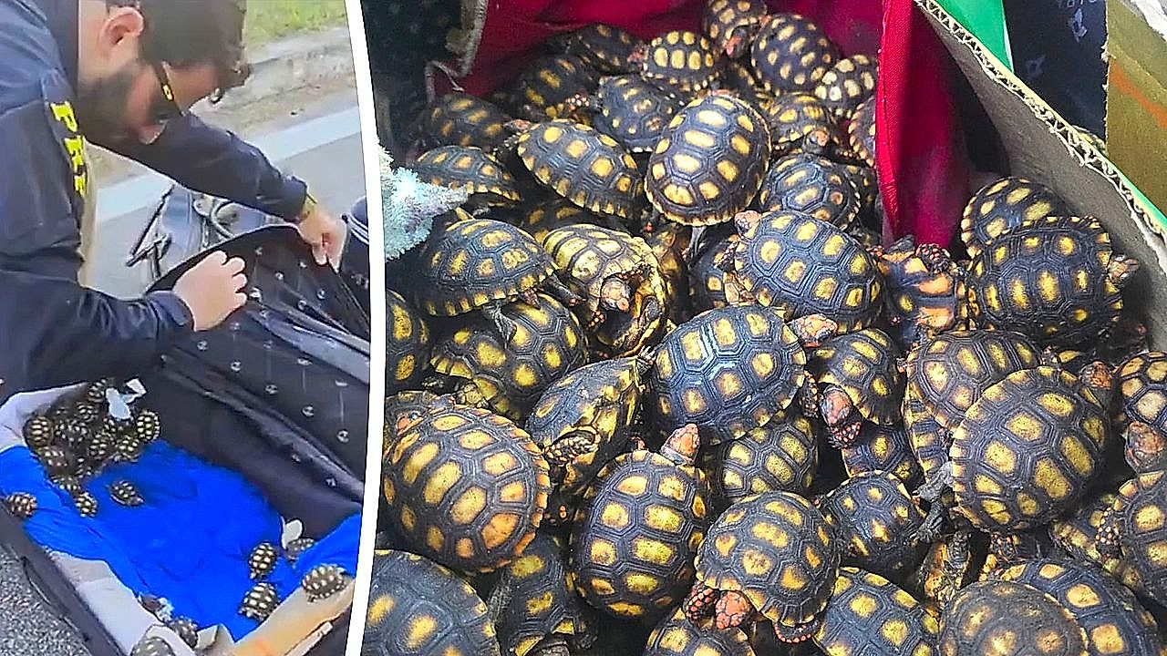 600 baby tortoises found stuffed in suitcases on Brazil bus