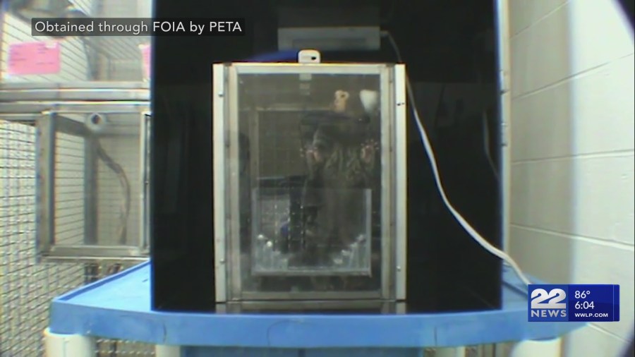 PETA releases videos obtained from UMass Amherst marmoset lab
