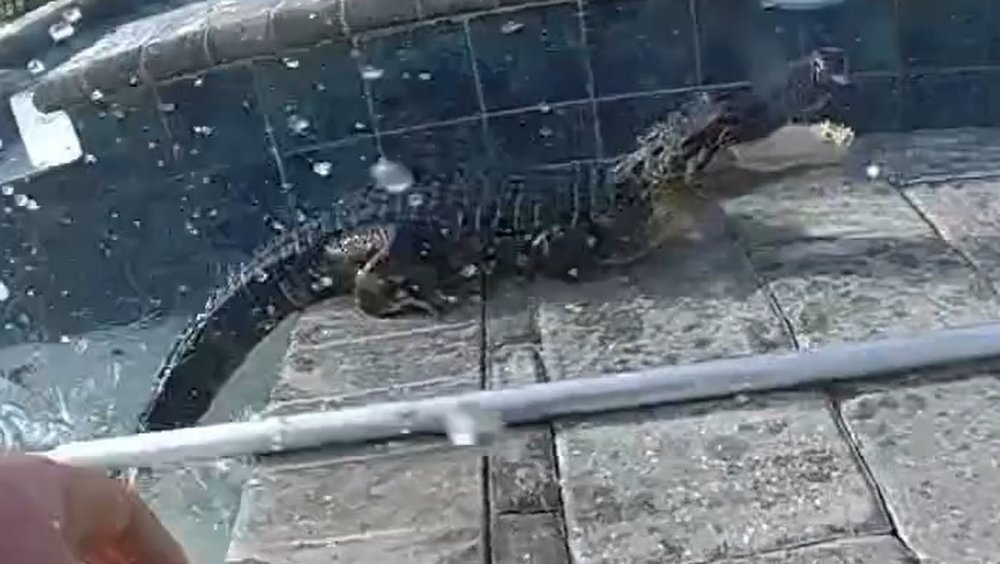 Florida Police officer catches alligator with his bare hands