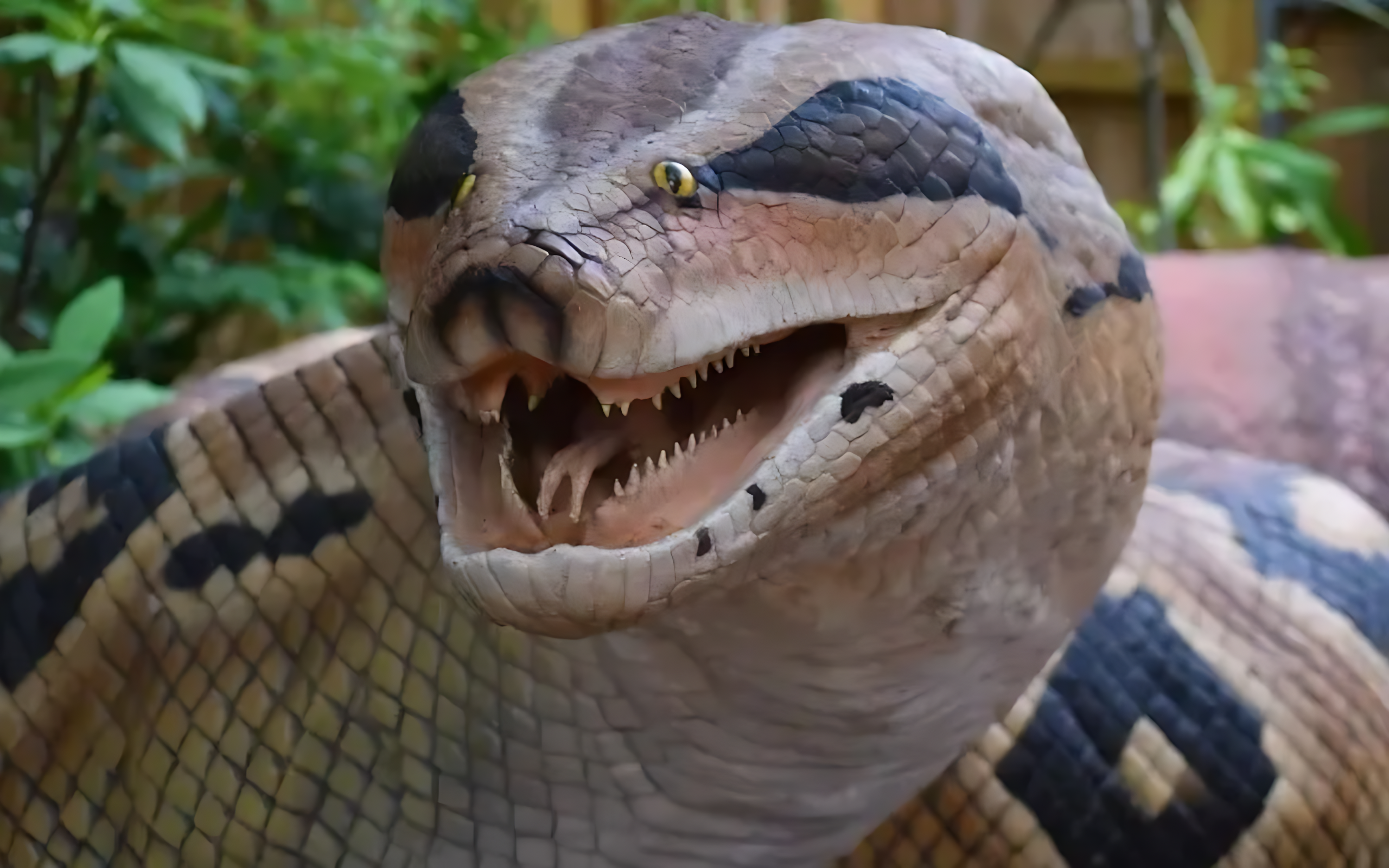 Titanoboa : ce serpent 