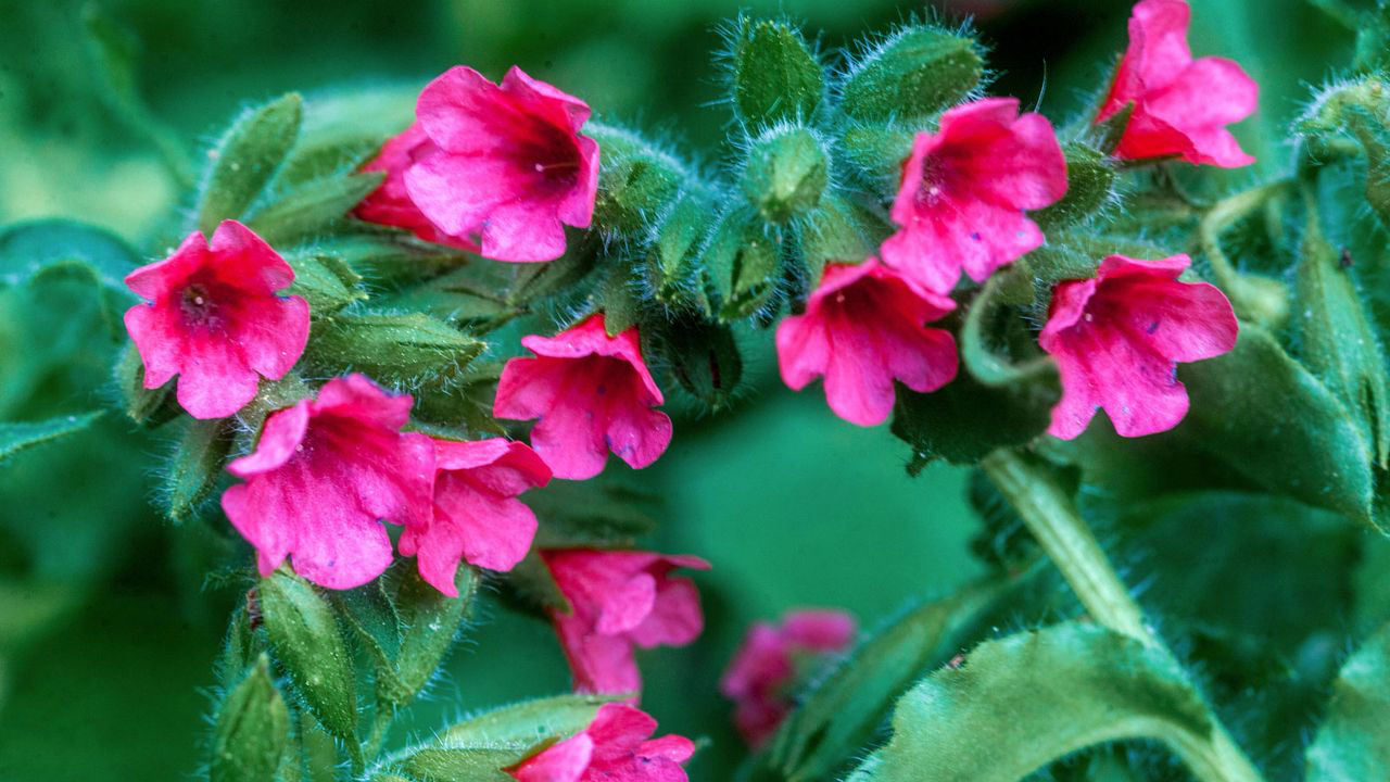 8 underrated shade plants overlooked beauties that will thrive in 8 underrated shade plants overlooked beauties that will thrive in