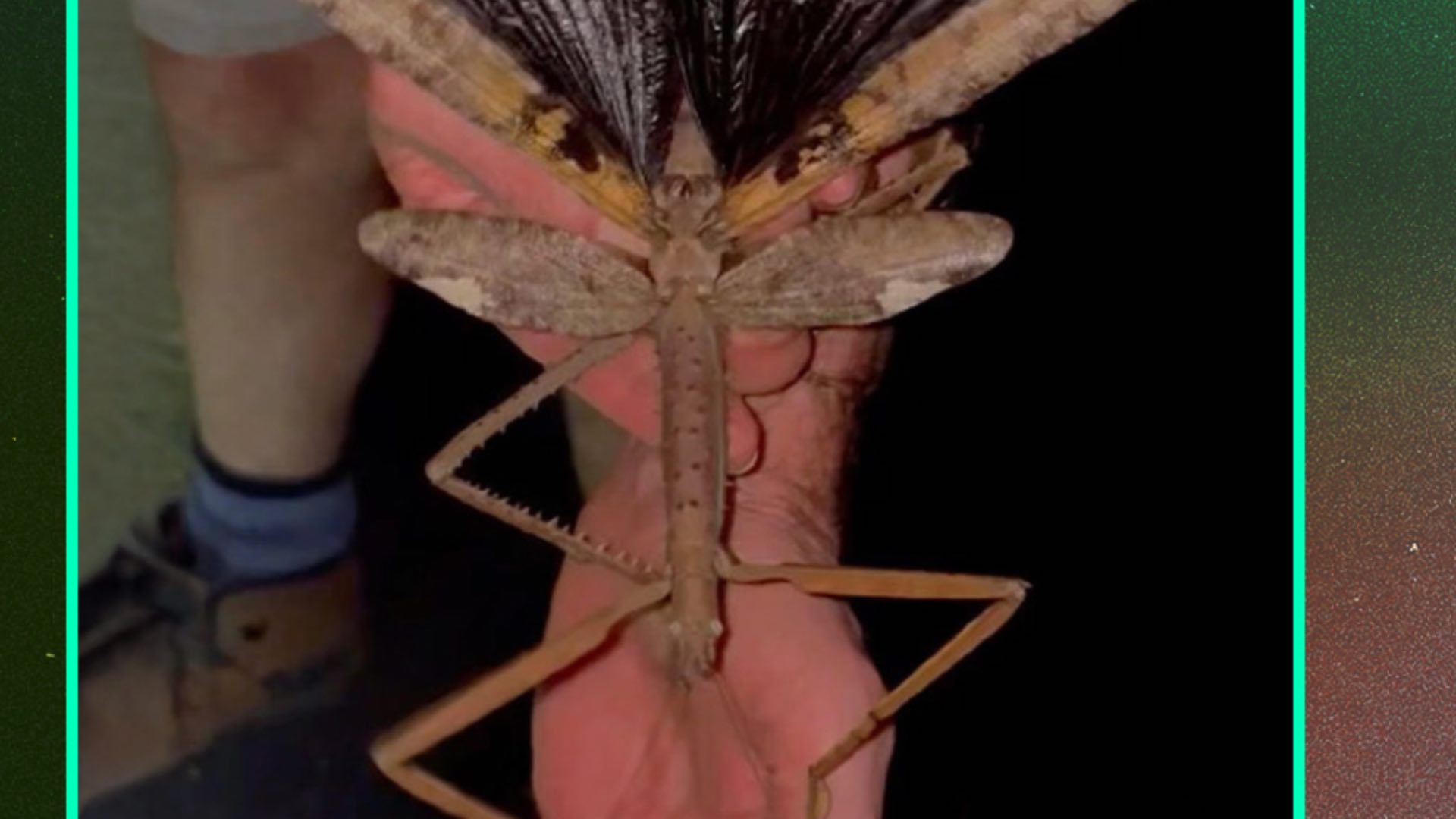 A giant insect discovered in Australia… and it’s unlike anything known