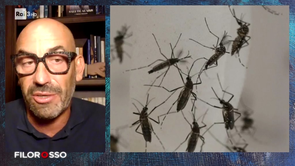 Virus West Nile, il punto della situazione con Bassetti - Filorosso 04 ...