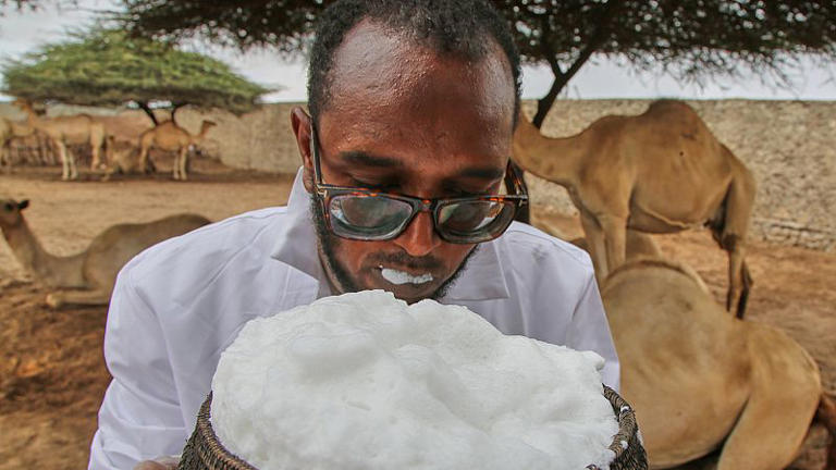 lait de chamelle à la ferme de chameaux de Beder, Mogadiscio, en Somalie, mercredi 18 juin 2025.