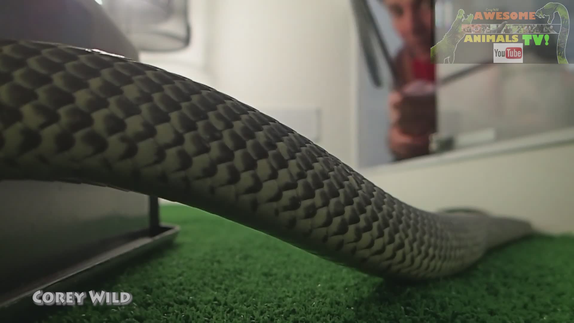 Venomous snakes in Australia